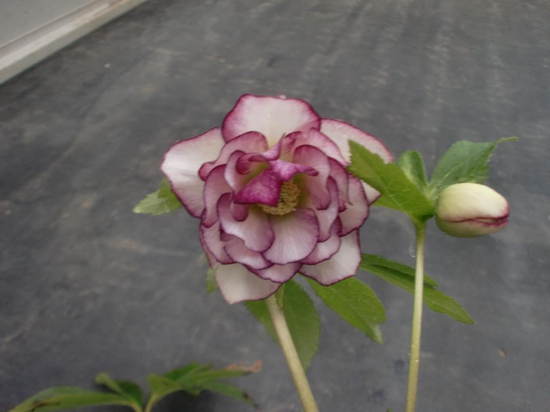 バラ苗ネコポス バラ 薔薇 挿木苗 抜き苗 ER ネコポス バラ苗 薔薇